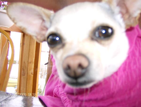/Images/uploads/Humane Society of Utah/HSUCalendar/entries/978thumb.jpg